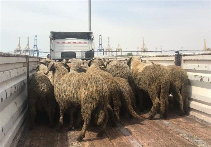 گوسفندهای دم‌دراز وارداتی جنجالی شدند!(+عکس)