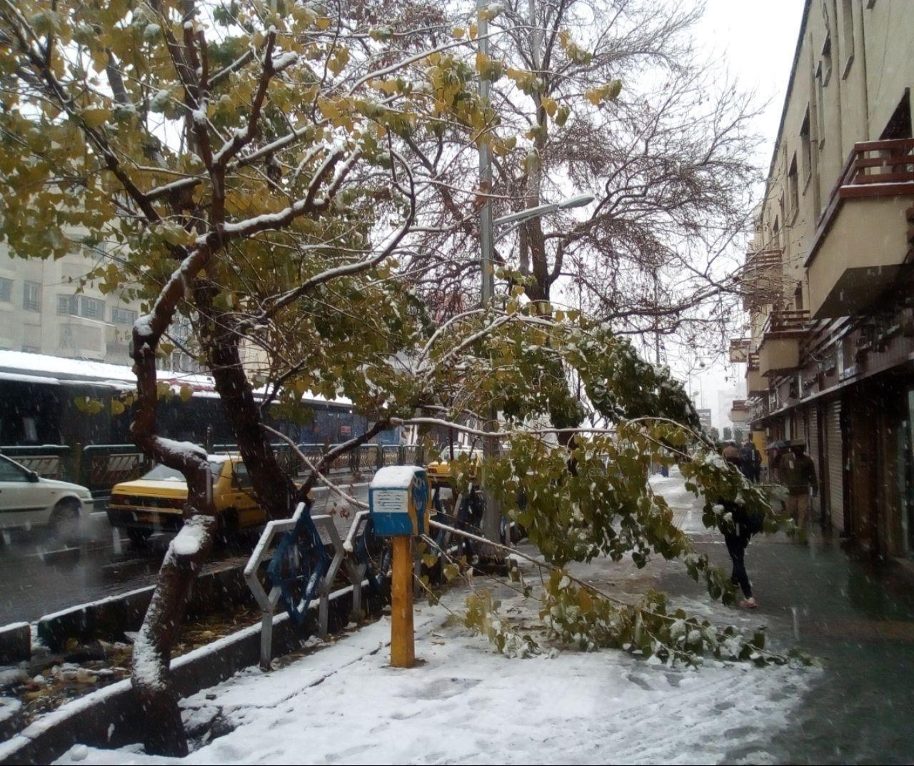 شکستگی شاخه برخی از درختان در تهران و انسداد معابر در پی بارش برف (+عکس)