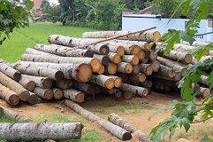 کشف 15 اصله چوب قاچاق در اردبیل