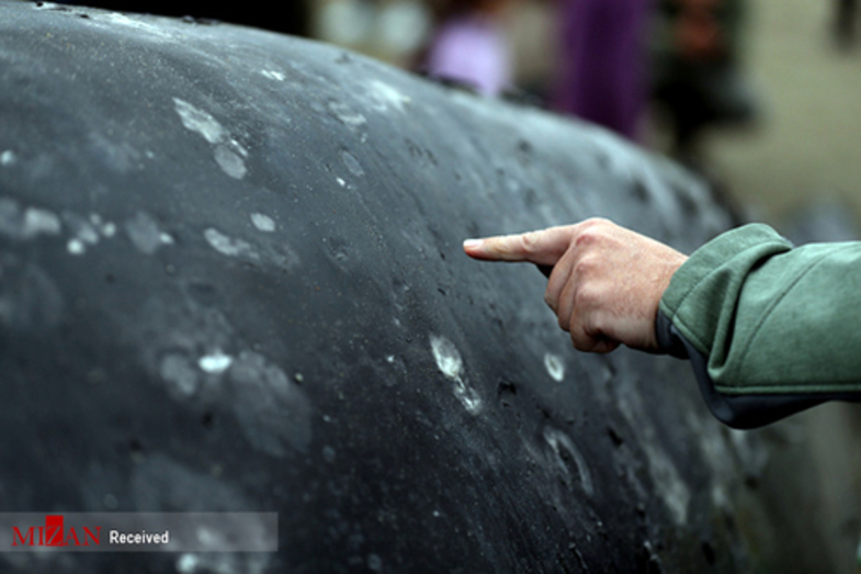 پیدا شدن لاشه نهنگ در سواحل کالیفرنیا (+عکس)