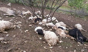 تلف شدن 96 رأس گوسفند بر اثر برخورد صاعقه در ایلام