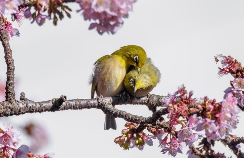 عاشقانه‌ بهاری دو پرنده (+عکس)