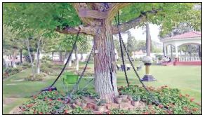 درختی که بازداشت شد (+عکس)