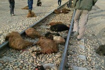 تصادف قطار با گوسفند / تلف شدن 21 راس گوسفند