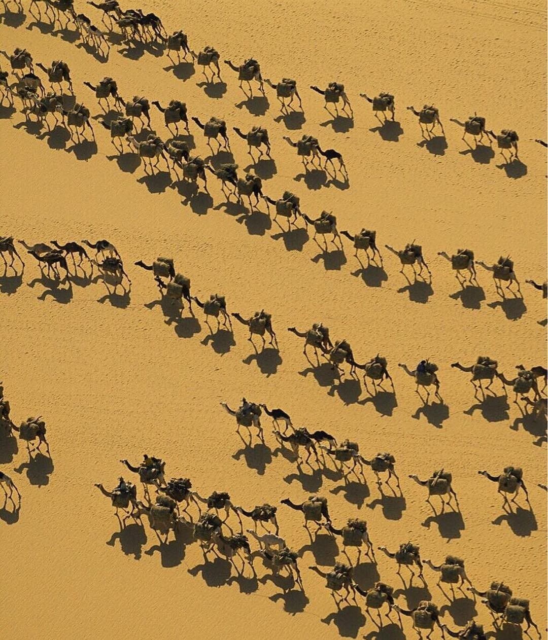 حرکت شترها به سمت شهر بیلماتا (+عکس)