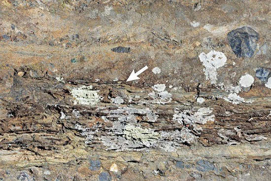 کشف فسیل دایناسورهای تریاس در آزادشهر (+عکس)