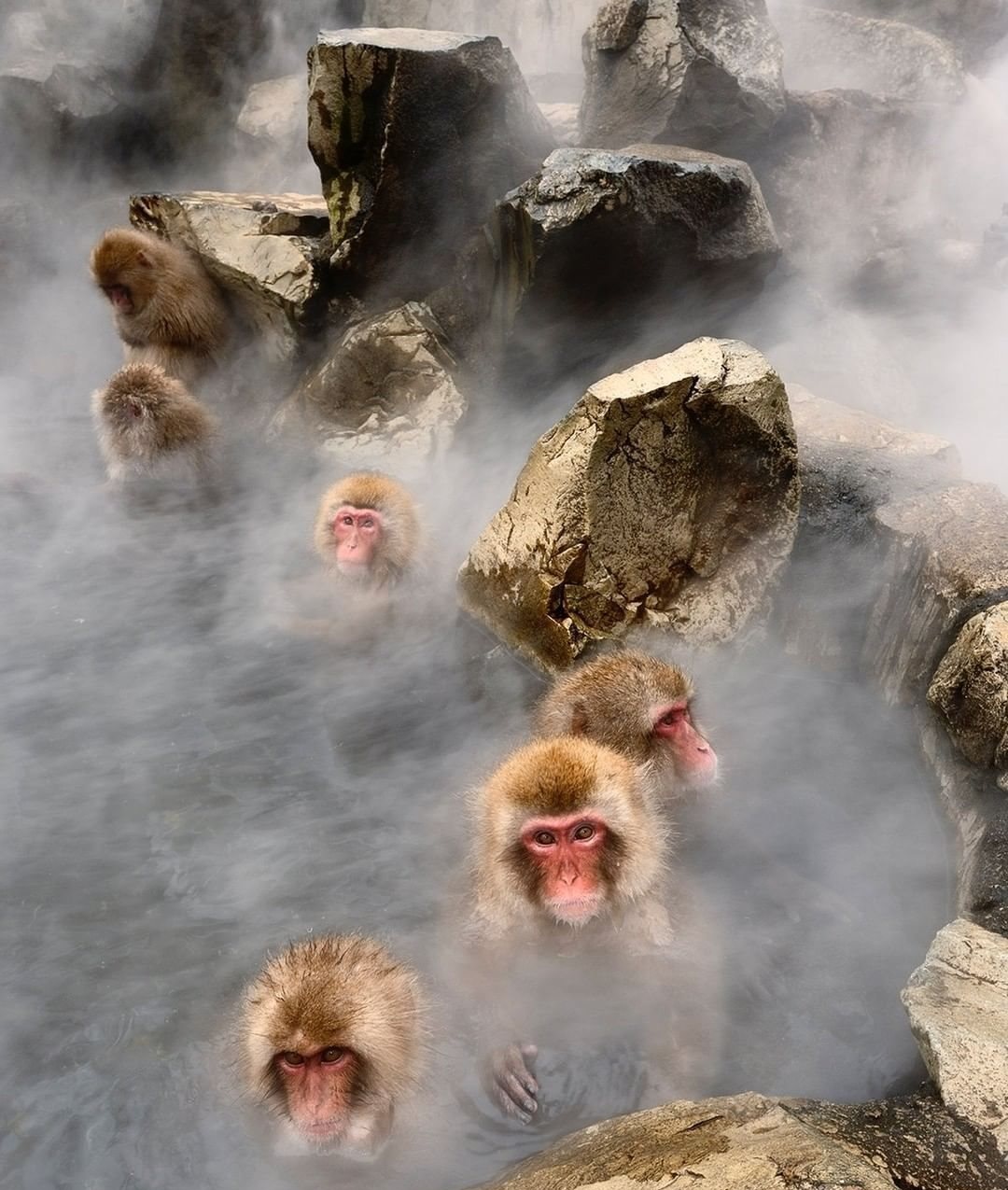 استراحت میمون ها در چشمه های آب گرم(+عکس)