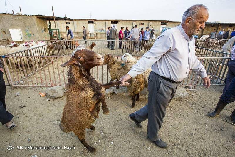 رفتار جالب یک گوسفند قبل از قربانی شدن!(+عکس)