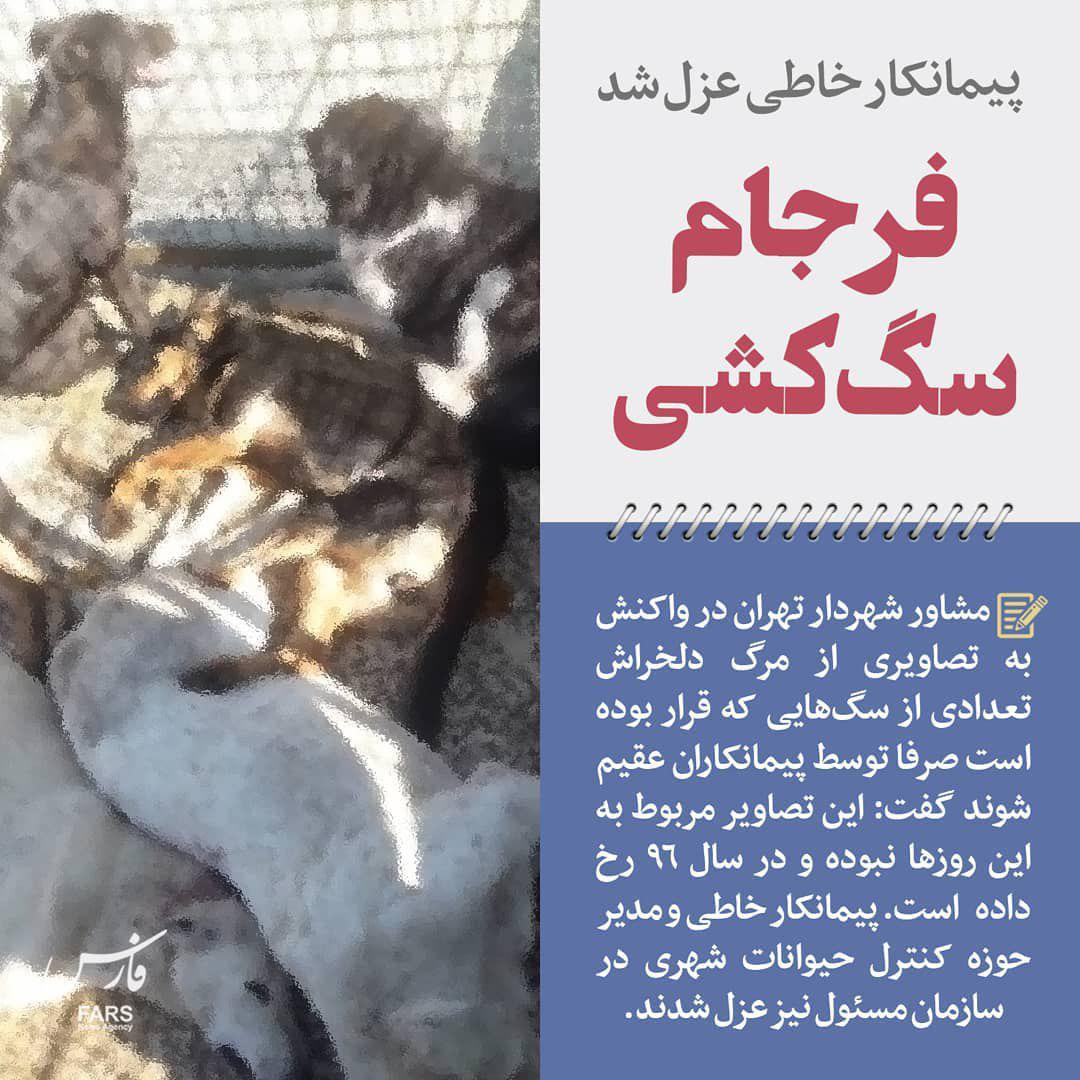 واکنش شهرداری به کلیپ کشتار سگ‌ها: پیمانکار خاطی عزل شد