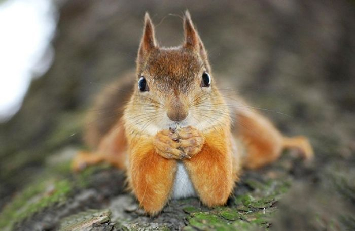 ژست جالب یک سنجاب در حال خوردن غذا (+عکس)