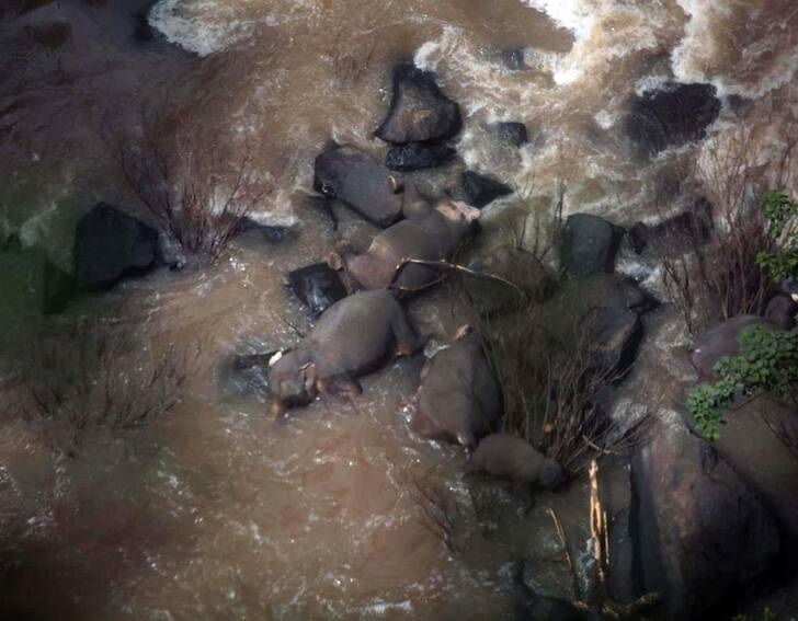 مرگ شش فیل بر اثر سقوط از یک آبشار (+عکس)