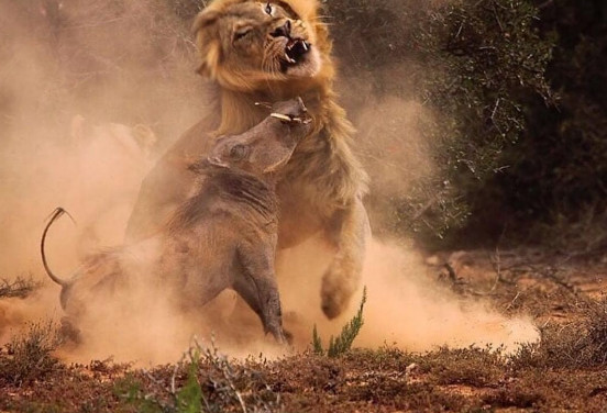 نبرد دیدنی گراز شجاع با شیر نر! (+عکس)