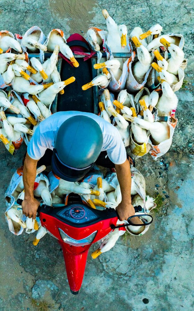 حمل و نقل اردک با موتورسیکلت (+عکس)