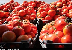 کاهش قیمت گوجه فرنگی از 25 آذر/ 53 هزار تن سیب و پرتقال برای شب عید ذخیره شد