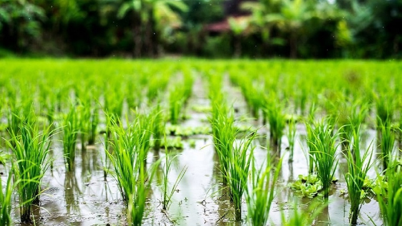 خودکفایی برنج شدنی است؟/ عزم جدی برای افزایش تولید محصولات کشاورزی نیست
