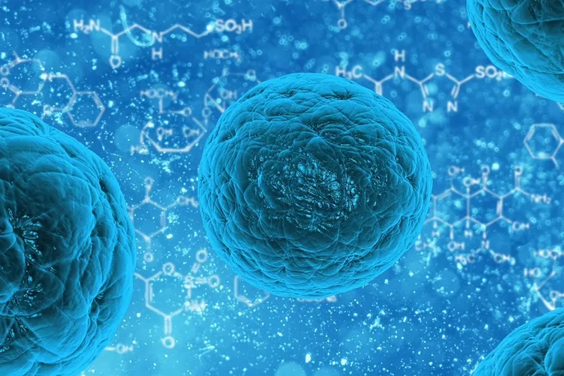 کشف نوع جدیدی از سلول‌های ایمنی بدن