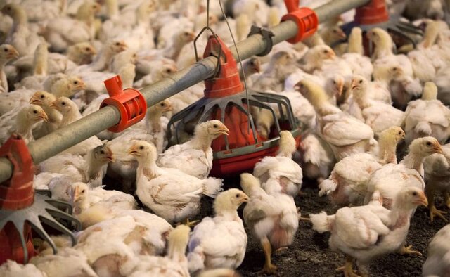 عسکری: افزایش قیمت مرغ به معدوم‌سازی جوجه‌های یک‌روزه ارتباط دارد