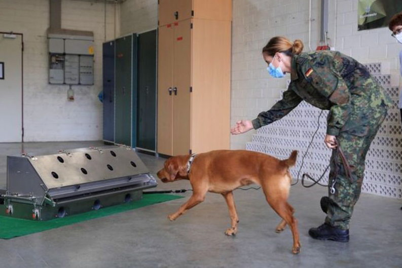 ارتش آلمان سگ‌های کرونایاب تربیت می کند! (+عکس)