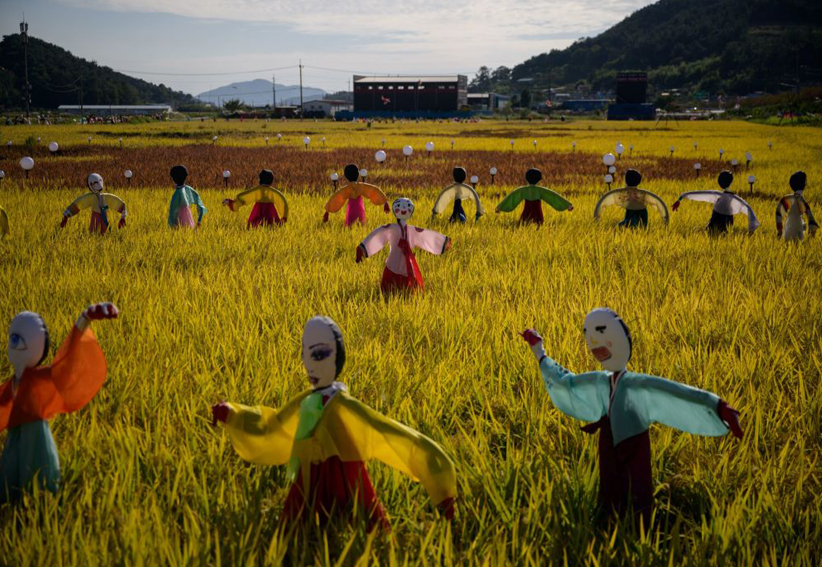 عجایب مزارع برنج