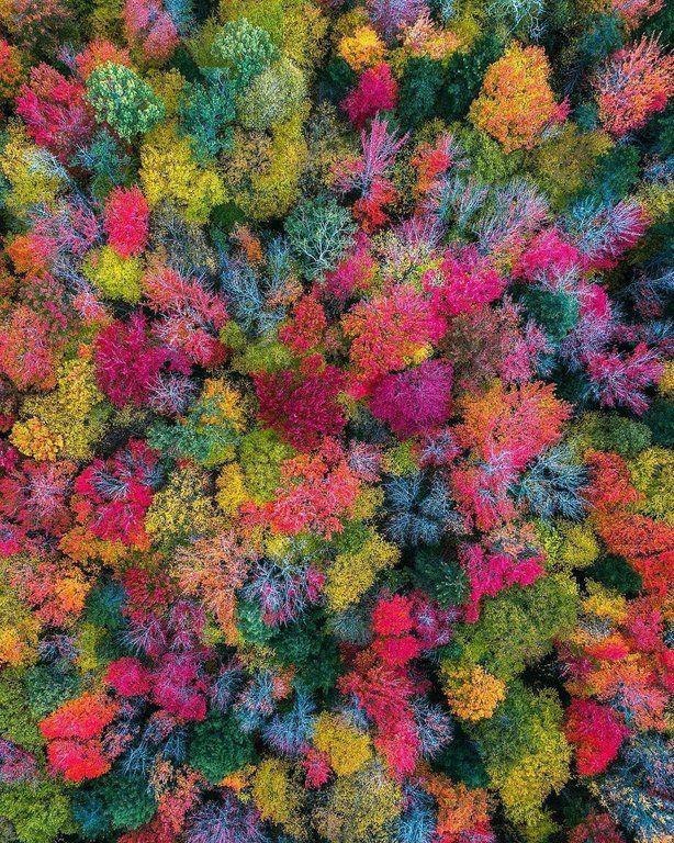 بازی رنگ ها در پاییز + عکس