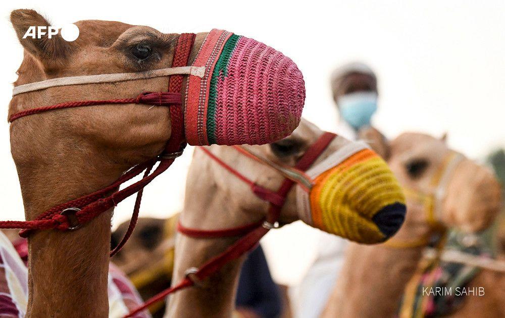 شترهای ماسک زده در یک مسابقه در دبی +عکس