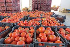 گمرک: بازگشت محموله های گوجه فرنگی از عراق به دلیل خرابی