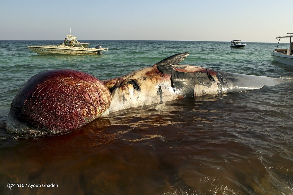 مرگ دومین نهنگ به گل نشسته در جزیره کیش (+عکس)