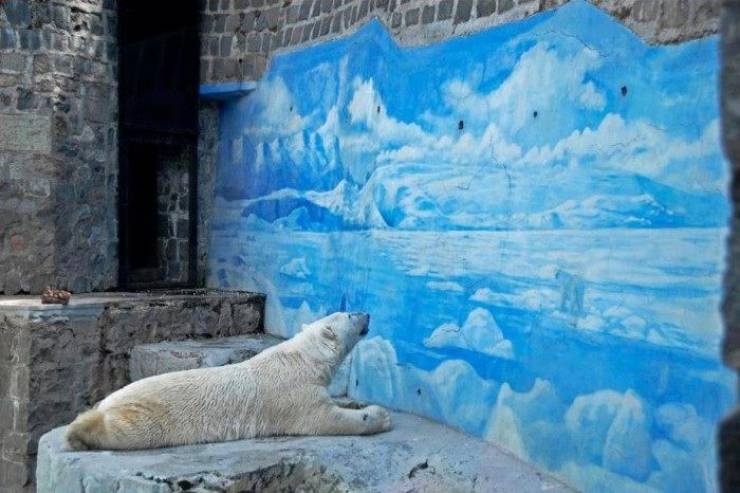 آرزوی متفاوت یک خرس قطبی در باغ وحش! (عکس)