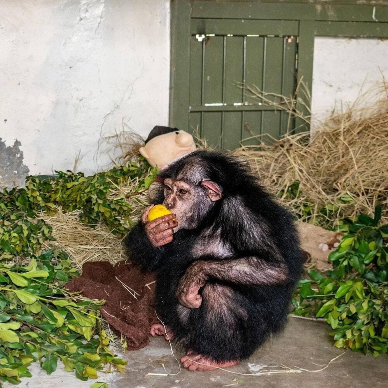 بچه شامپانزه ایرانی در کنیا عاقبت به خیر شد