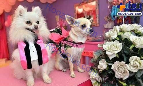 جشن ازدواج لاکچری برای دو سگ(عكس)