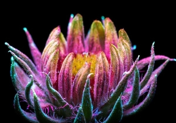 رنگ واقعی گل‌ها پس از تابش نور ماوراء بنفش (+عکس)