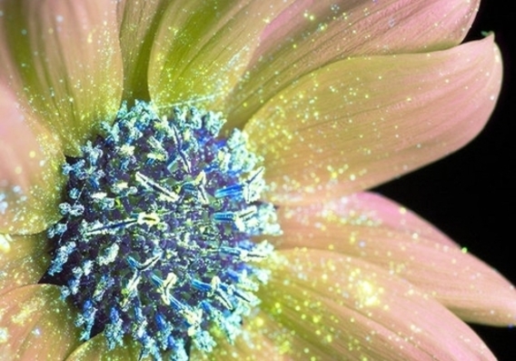 رنگ واقعی گل‌ها پس از تابش نور ماوراء بنفش (+عکس)
