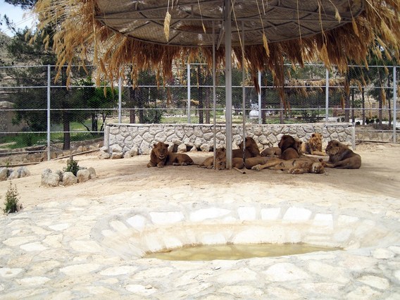 آخرین خبرها از بازسازی باغ وحش شیراز (+تصاویر)