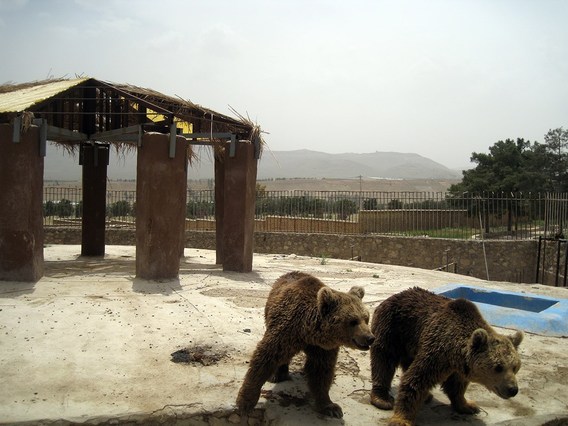 آخرین خبرها از بازسازی باغ وحش شیراز (+تصاویر)
