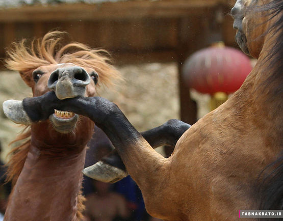 تصاویر جالب از مبارزه ی میان حیوانات(+عکس)