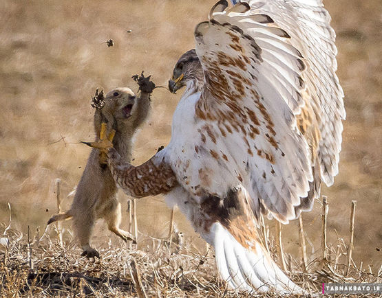 تصاویر جالب از مبارزه ی میان حیوانات(+عکس)