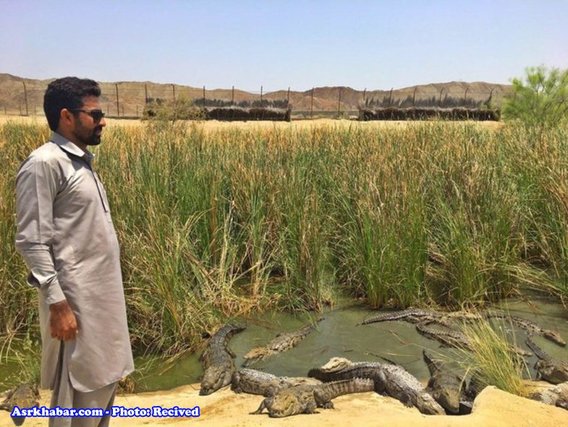 این روستا مرکز پرورش تمساح ایران است (+عکس)