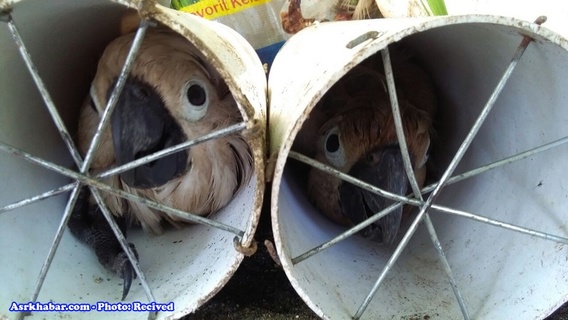 جاسازی بی‌رحمانه 125 پرنده قاچاق در لوله (+عکس)