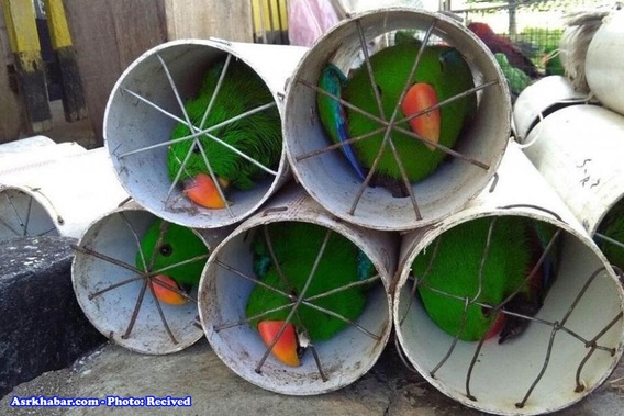 جاسازی بی‌رحمانه 125 پرنده قاچاق در لوله (+عکس)