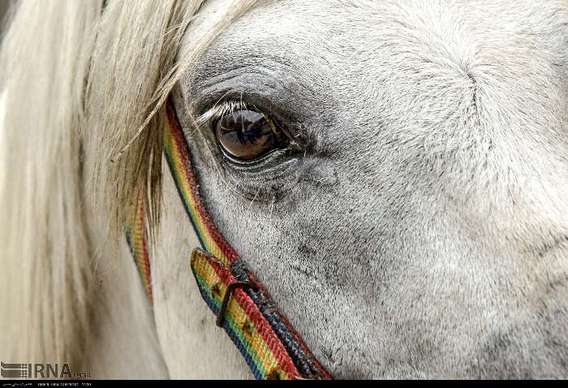 اسب «کاسپین»، قیمتی ترین اسب دنیا (+عکس)