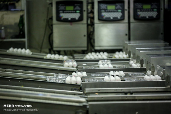 مزرعه تولید تخم مرغ (+عکس)