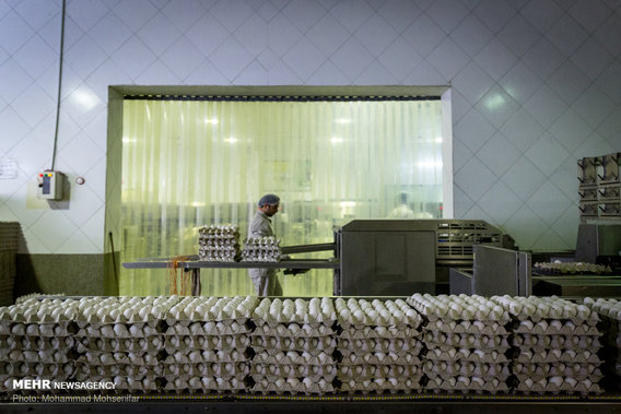 مزرعه تولید تخم مرغ (+عکس)