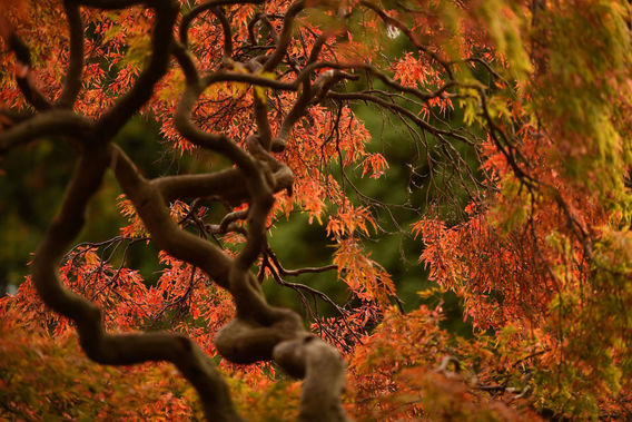 پاییز رنگارنگ در اقصاء نقاط جهان (+عکس)