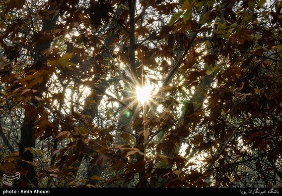 رنگ پاییز در کوچه باغ های تهران (+عکس)