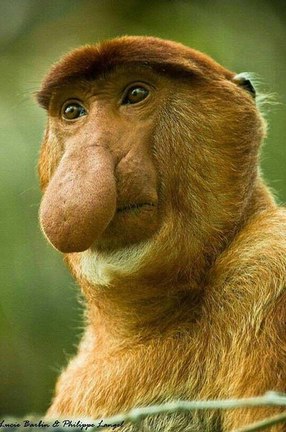میمونی با دماغی استثنایی (+عکس)