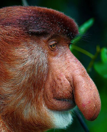 میمونی با دماغی استثنایی (+عکس)
