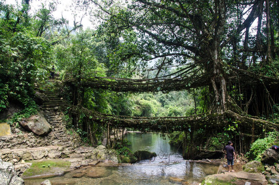 پل دوطبقه درختی در هند.