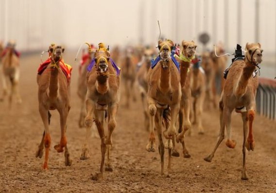 ربات های شترسوار در مسابقات دبی (عکس)