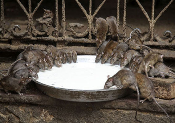 معبد هندی که 20،000 موش سرباز دارد (+عکس)