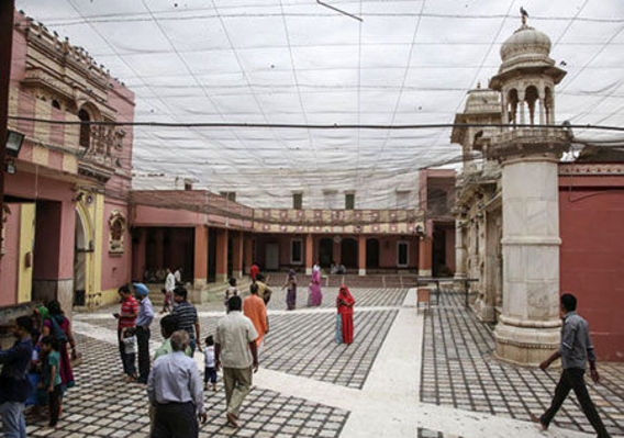 معبد هندی که 20،000 موش سرباز دارد (+عکس)